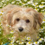 havanese dog haircut styles