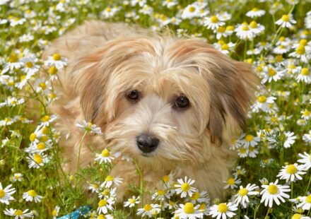 havanese dog haircut styles