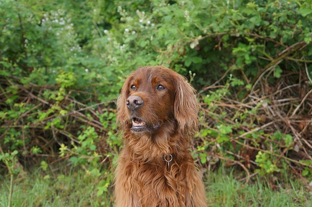 Historical illustration of English Setters during a bird hunt (english setters for sale)
