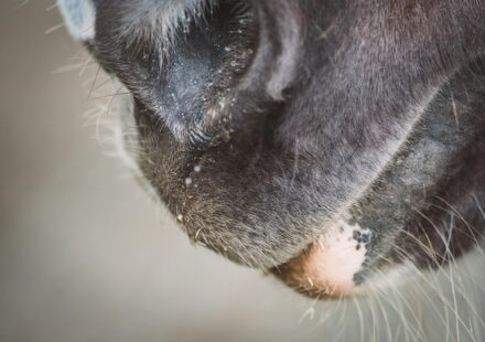 horse mouth interior