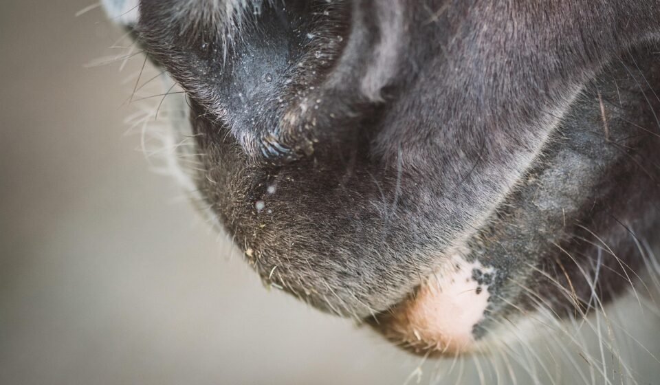 horse mouth interior