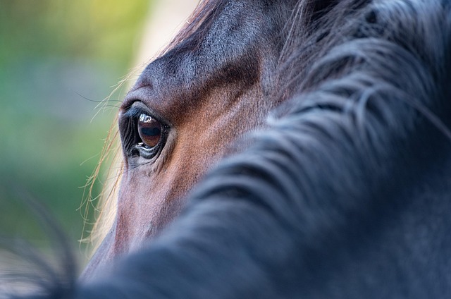 A horse with a poorly fitted or damaged horseshoe, showing signs of discomfort.