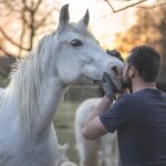 horse shoe types