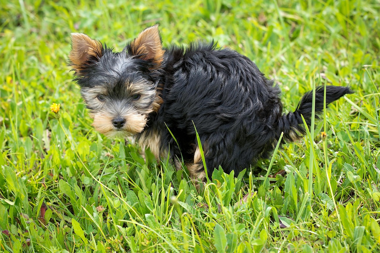 How Often Do Puppies Poop? A Vet-Approved Guide