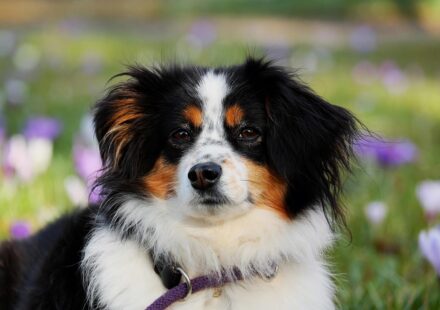 kefir for dogs