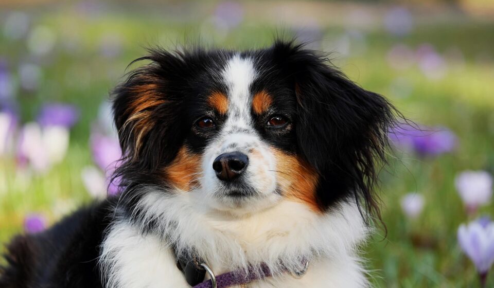 kefir for dogs