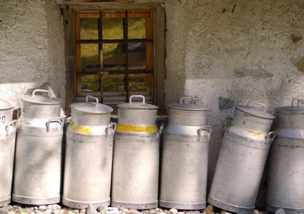 kefir milk for dogs