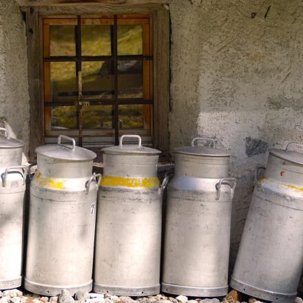 kefir milk for dogs