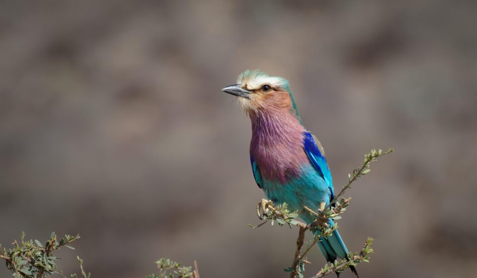 how long do parrots live