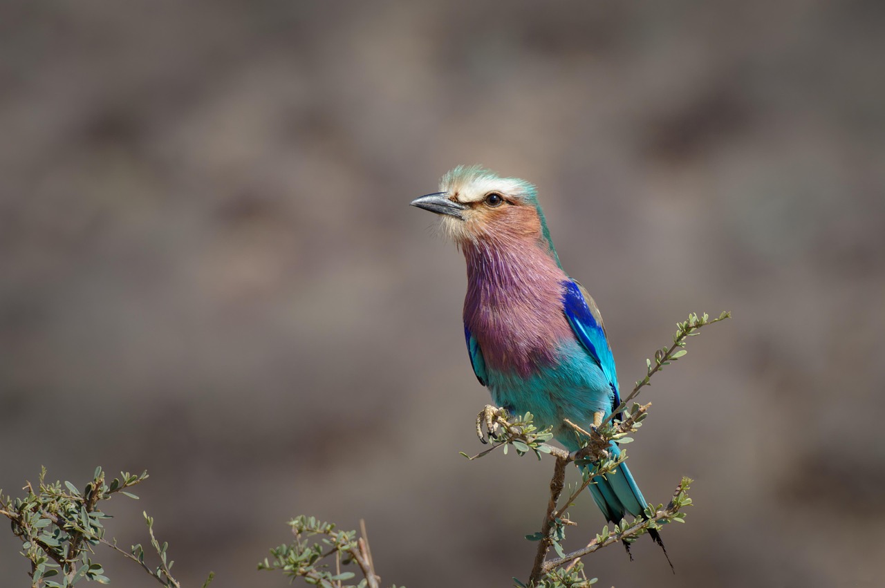 How Long Do Parrots Live? Lifespan & Parrot Care