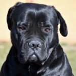 majestic Cane Corso