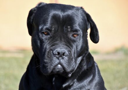 majestic Cane Corso