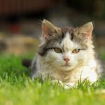 male cat's moob