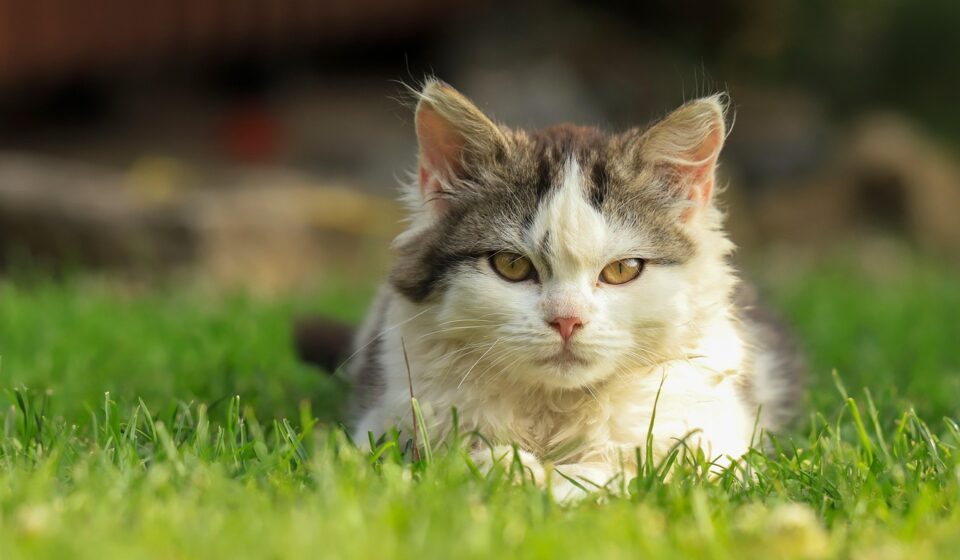 male cat's moob