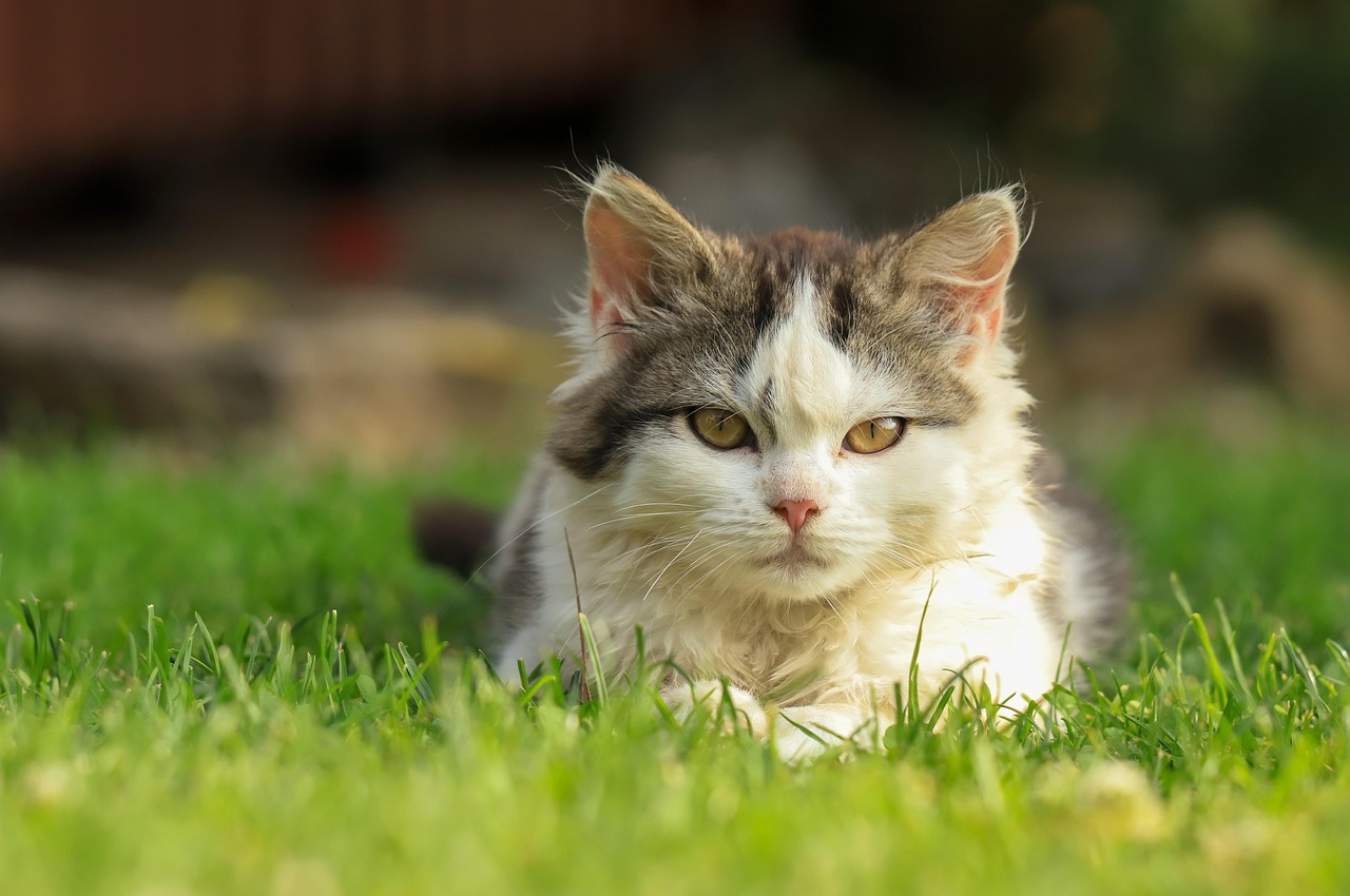 Male Cat’s Moobs: Understanding and Managing Gynoecmastia