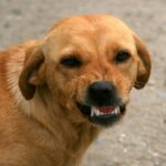 how many teeth do dogs have