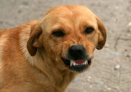 how many teeth do dogs have