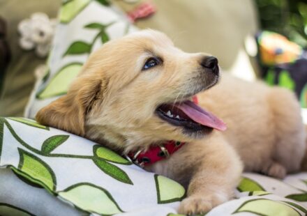 how much does a golden retriever cost