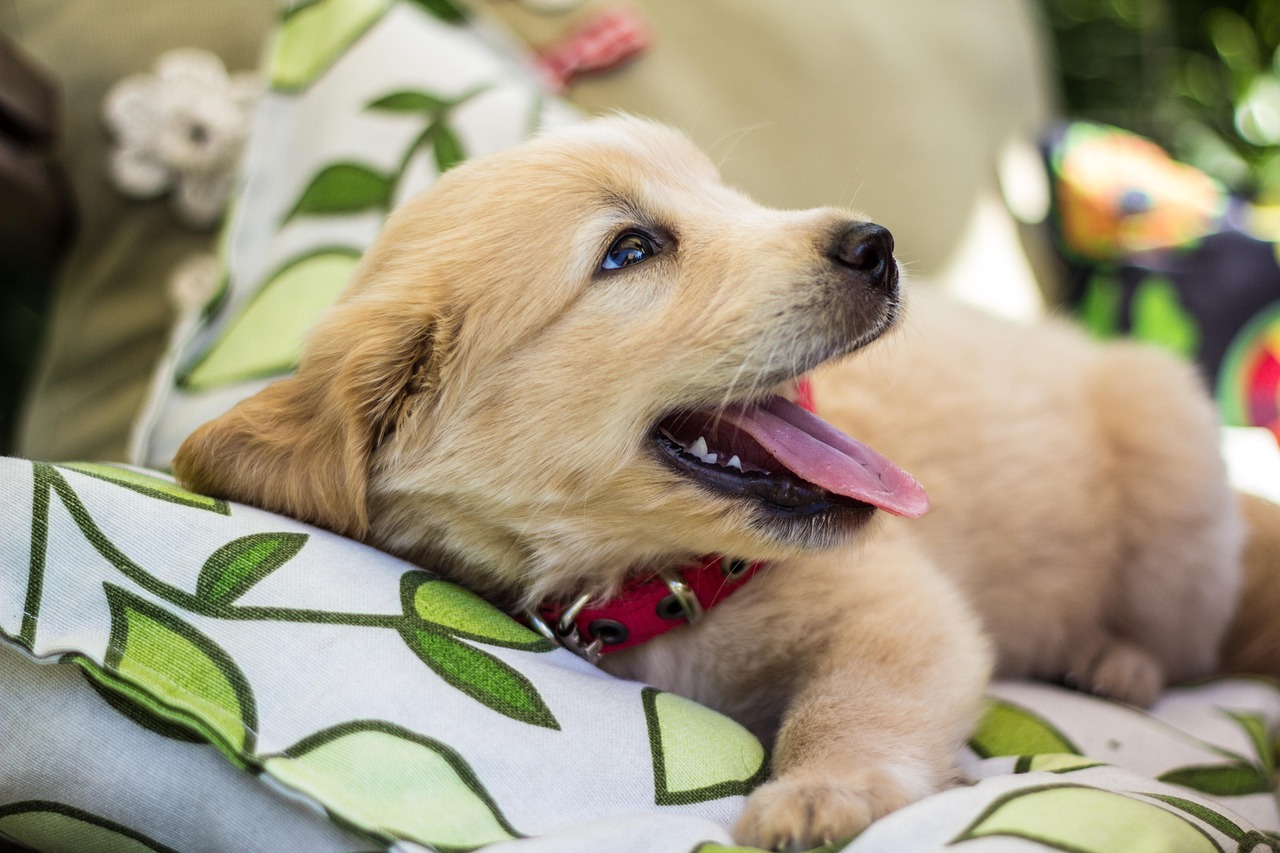 How Much Does a Golden Retriever Cost? The Full Picture