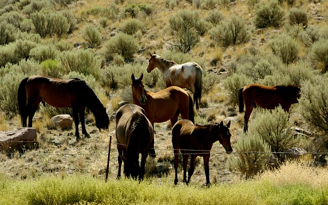 A Mustang horse grazing peacefully in a paddock, showing its sturdy build.