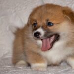 newborn puppy eyes
