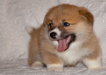 newborn puppy eyes