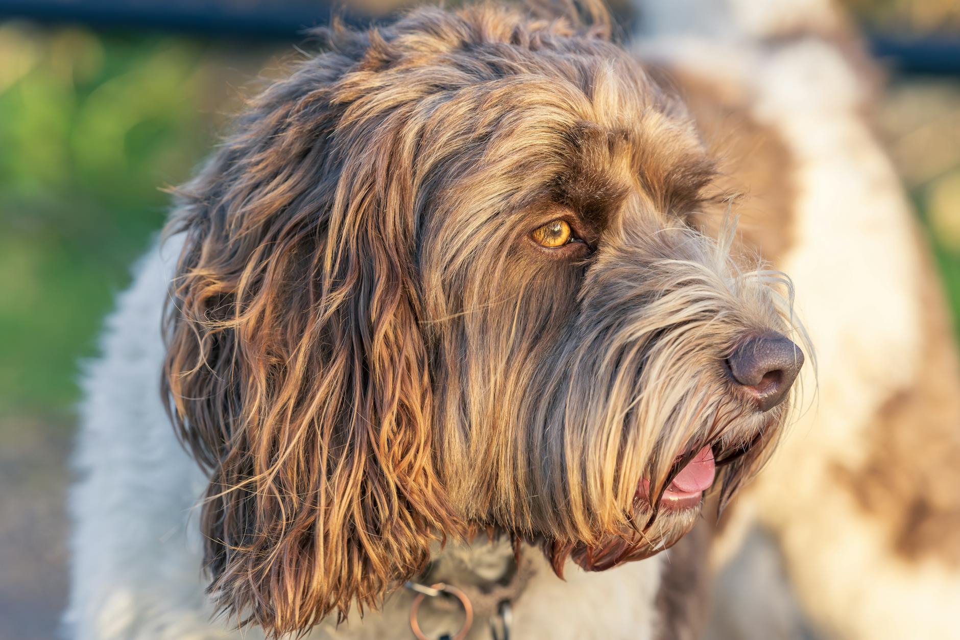 Newfiepoo Costs & Value: Your UK Guide to This Designer Dog