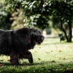 newfoundland poodle