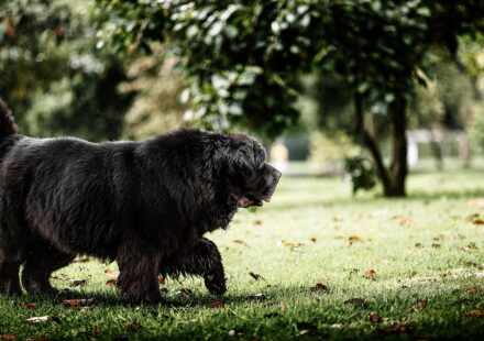 newfoundland poodle