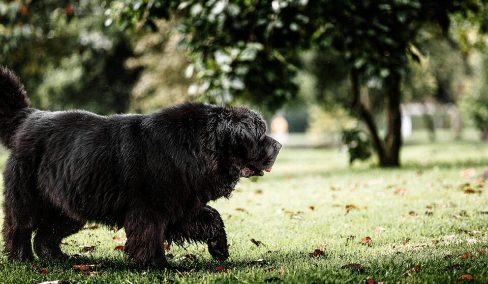 newfoundland poodle