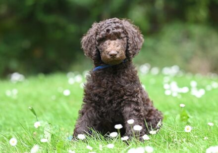 newfoundland poodle