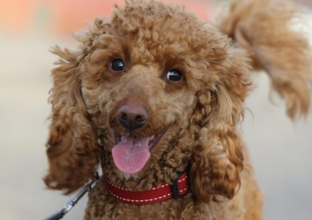 newfoundland poodle dog