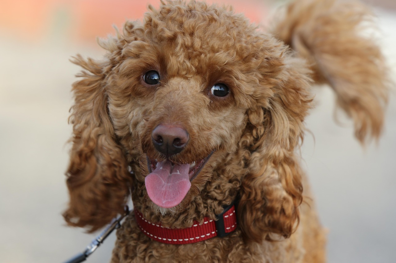 Newfoundland Poodle Dog: Your Guide to the ‘Newfiepoo’