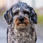 Newfoundland Poodle mix puppy