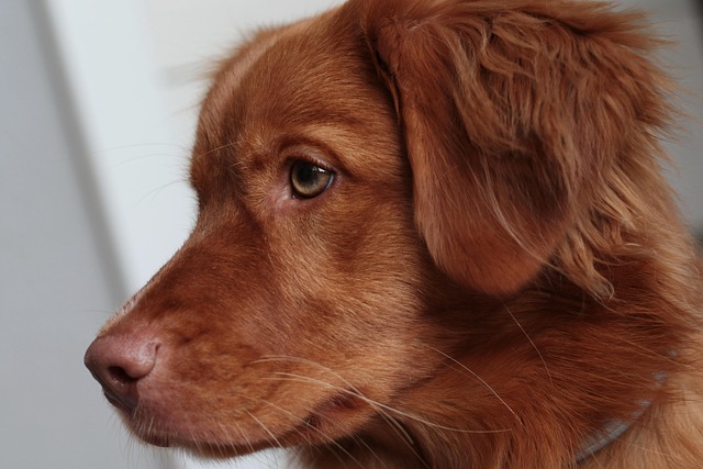 Nova Scotia Duck Tolling Retriever puppy engaged in an agility course