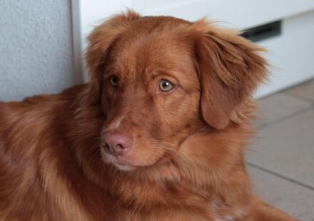 Nova Scotia Duck Tolling Retriever puppy playing