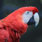 parrot​