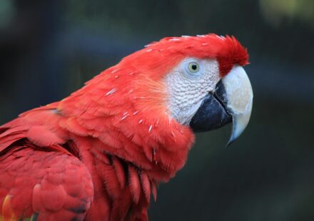 parrot​
