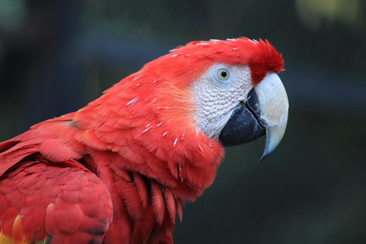 Parrots: Your Guide to These Colourful Companions