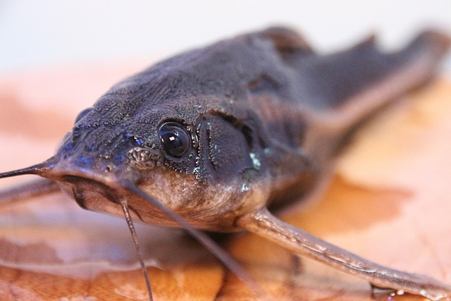 Pimelodus pictus catfish with black spots on silver-grey body, showcasing long barbels.