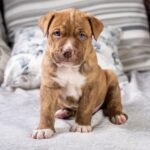 pit bull rottweiler mix dog