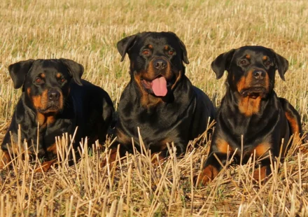 pitbull rottweiler cross dog