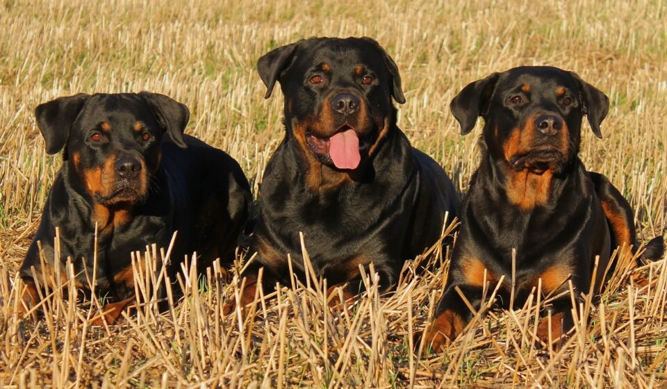 pitbull rottweiler cross dog