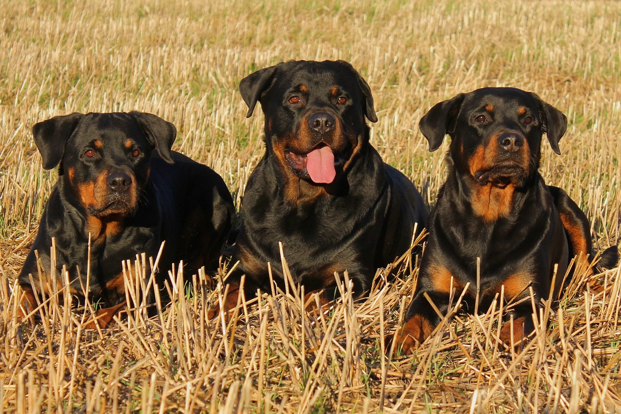 Pitbull Rottweiler Cross: What to Expect from the “Pitweiler”