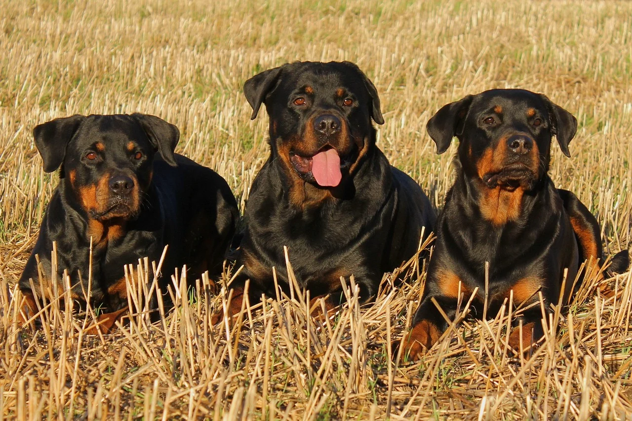 Pitbull Rottweiler Cross: What to Expect from the “Pitweiler”