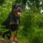 pitbull rottweiler mix dog