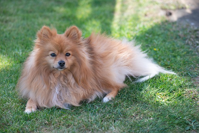 A Pomeranian dog in a kennel at an animal shelter.