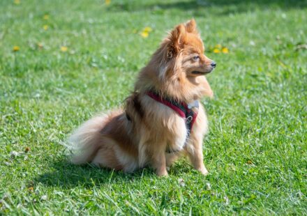 pomeranian puppy