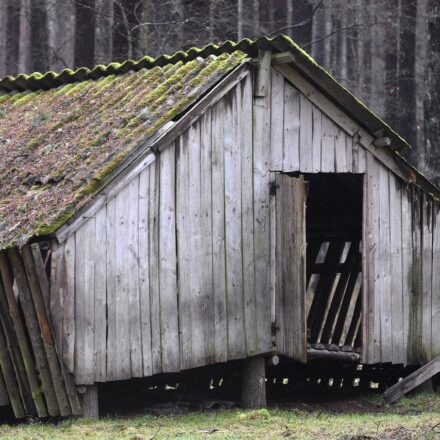 do pomeranians shed