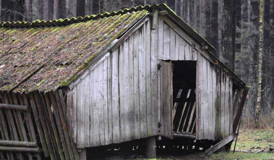 do pomeranians shed